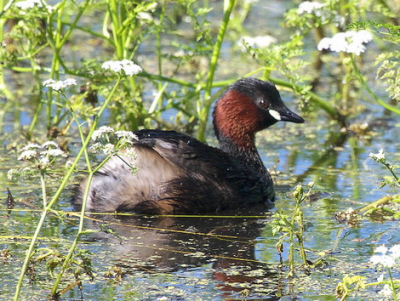 Малая поганка / Птицы Южных Курил